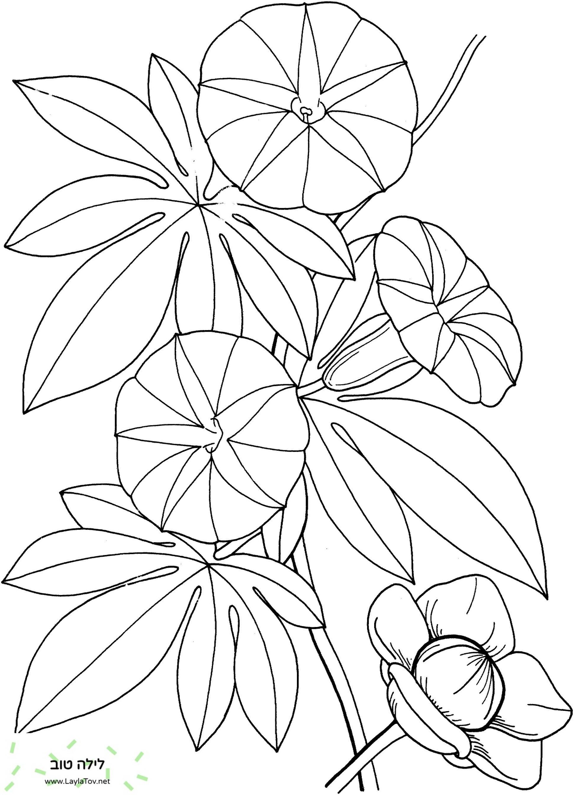 Ipomoea Tuberous Hawaiian Woodrose