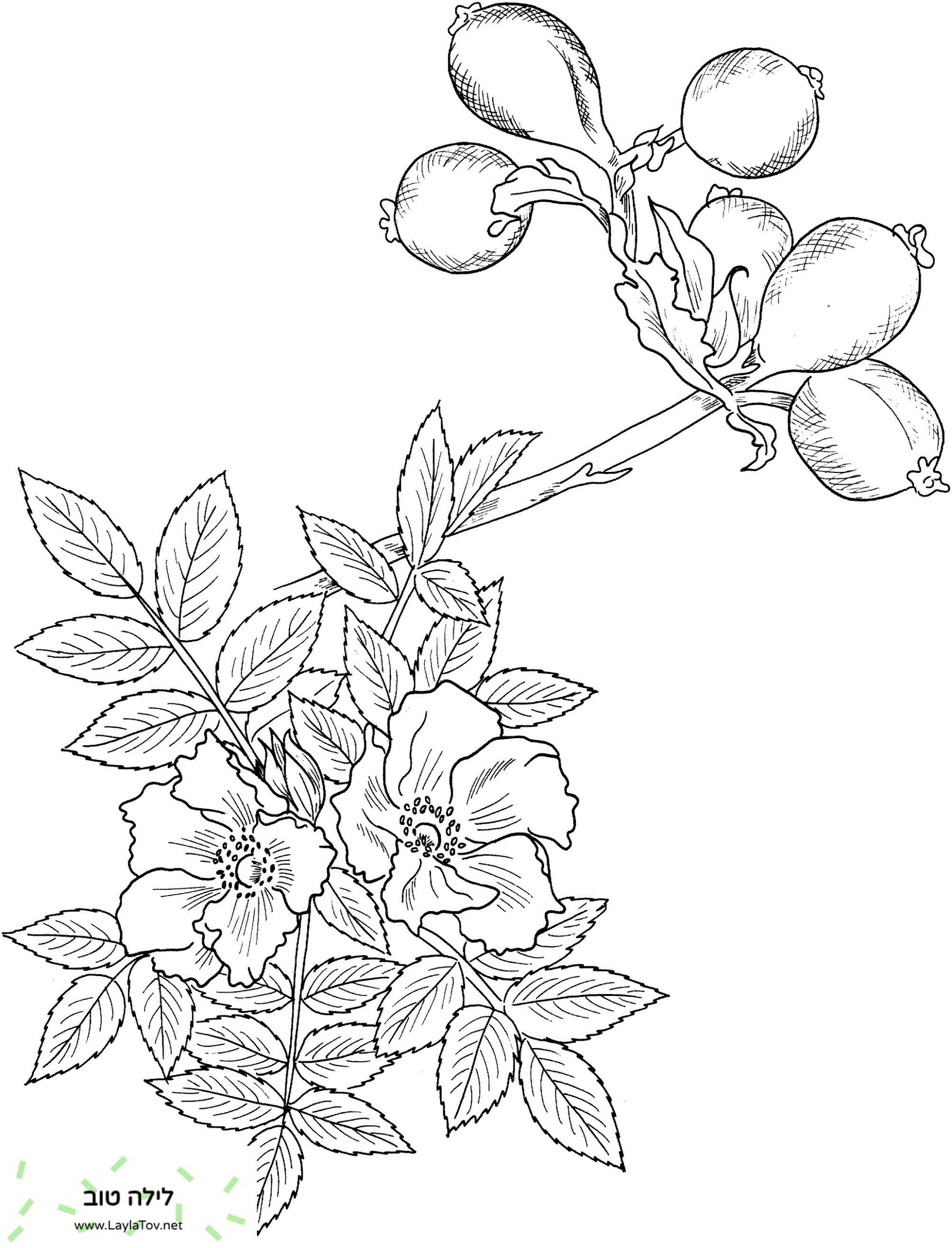 ורד פראי