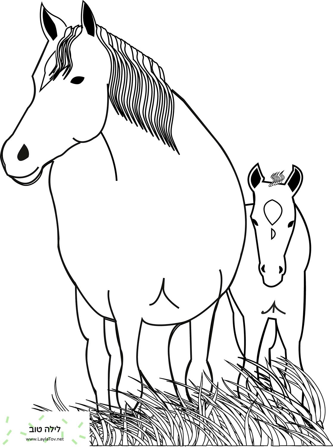 סוסה וסייח סוס