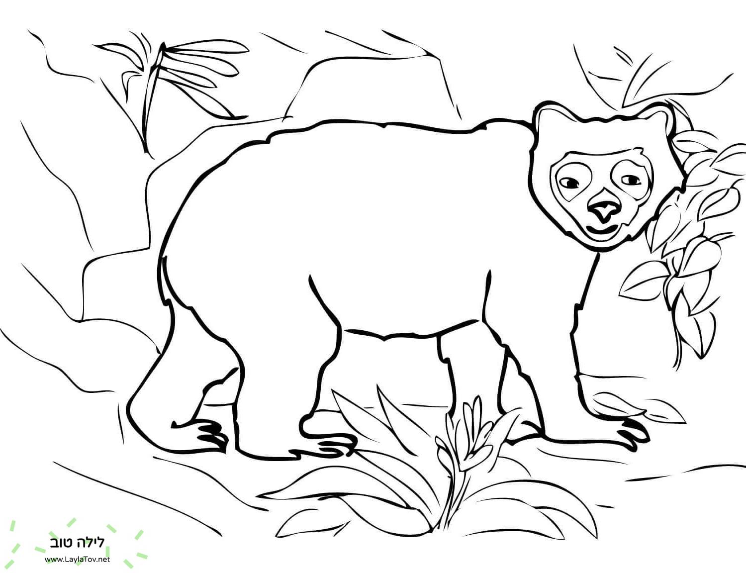 דוב משקפיים האנדים