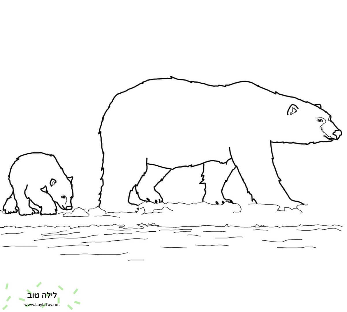 משפחת דובי הקוטב