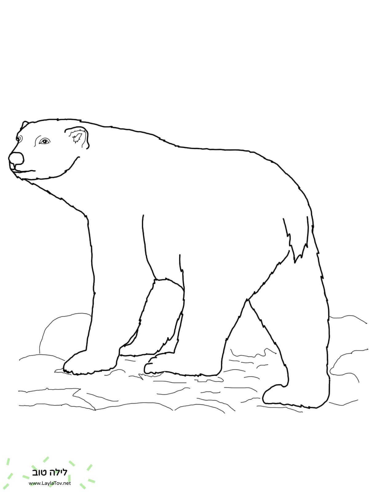 דוב קוטב