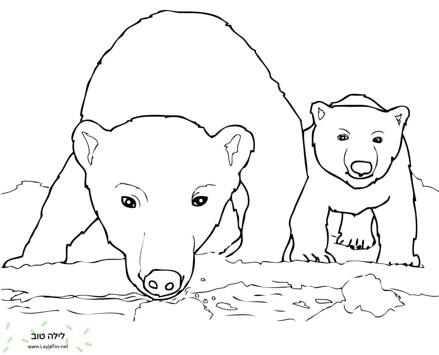 אמא וגור דוב קוטב סקרן